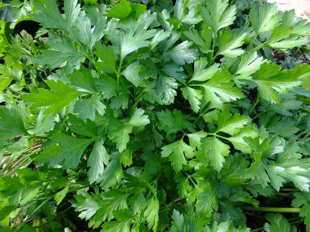 store parsley
