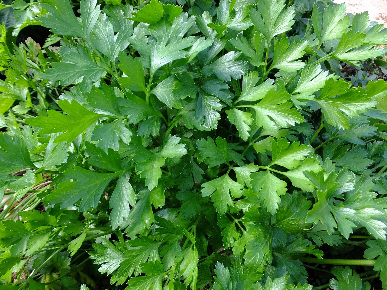 store parsley