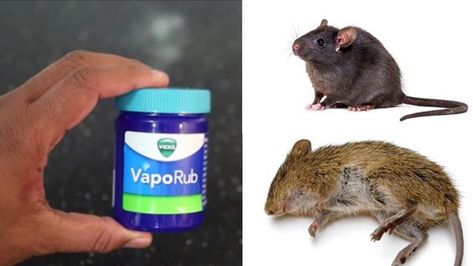 Get Rid of Rats and Mice